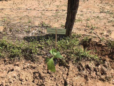 โครงการปลูกต้นไม้เฉลิมพระเกียรติ ประจำปีงบประมาณ พ.ศ. 2566