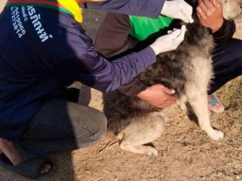 โครงการป้องกันโรคพิษสุนัขบ้า ประจำปีงบประมาณ พ.ศ. 2568