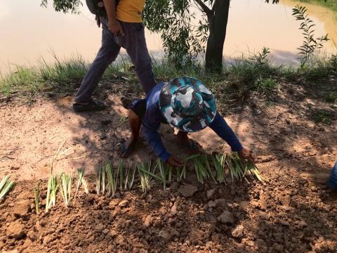 โครงการปลูกหญ้าแฝกเฉลิมพระเกียรติ 2567